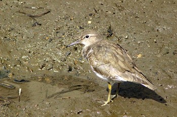 Green Sandpiper 知多市新知美濃川 Mon, 3/1/2021