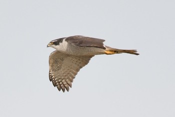 Eurasian Goshawk 瓢湖 Mon, 1/2/2017