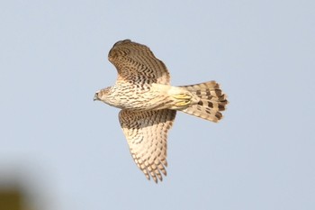 Eurasian Goshawk 瓢湖 Mon, 1/2/2017