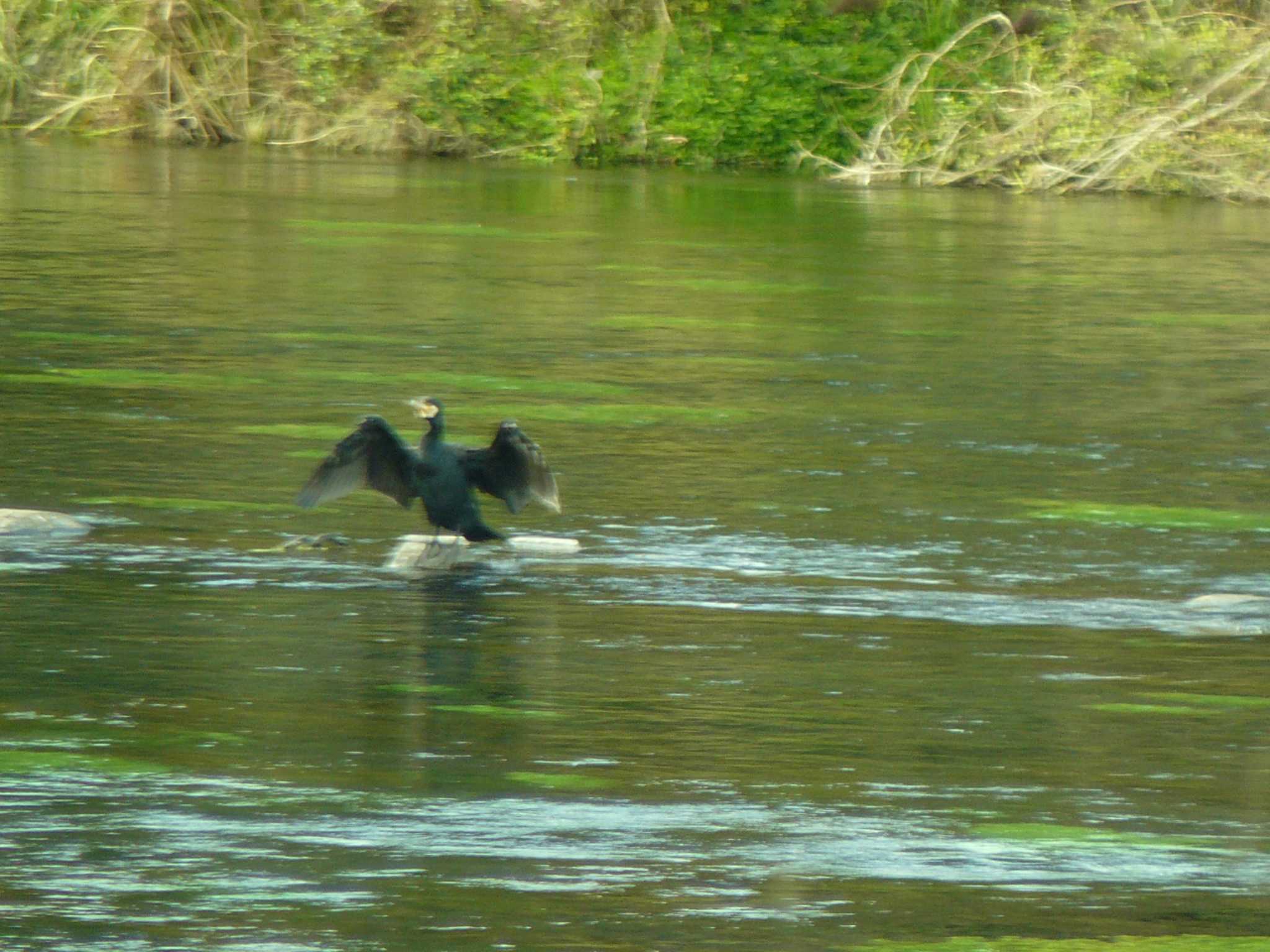 柿田川湧水公園 カワウの写真 by koshi