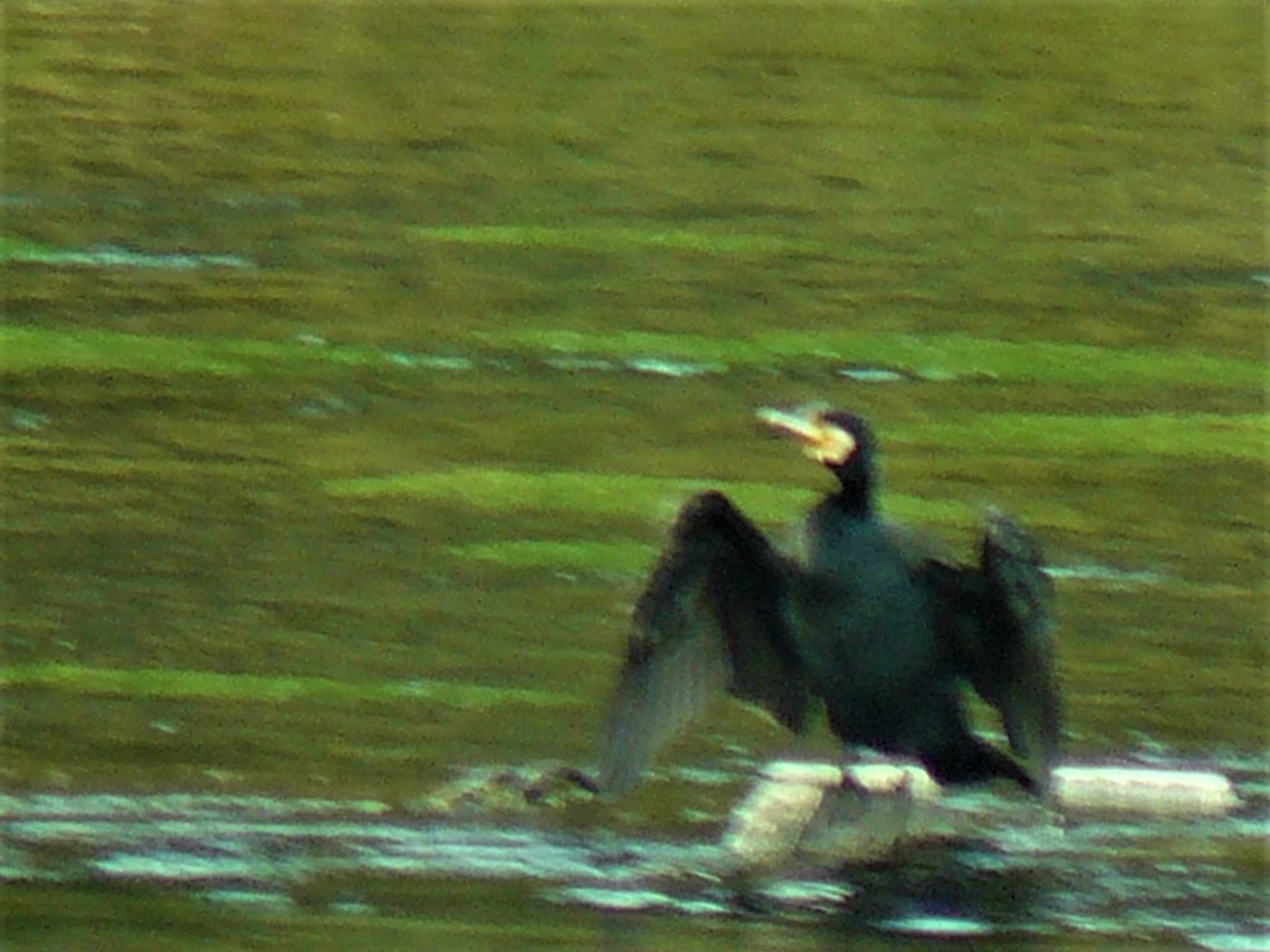 柿田川湧水公園 カワウの写真 by koshi