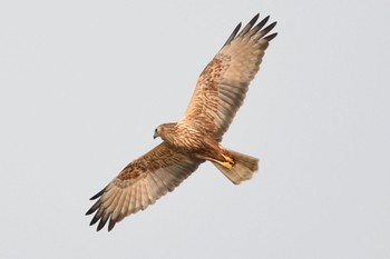 Eastern Marsh Harrier 瓢湖 Mon, 1/2/2017