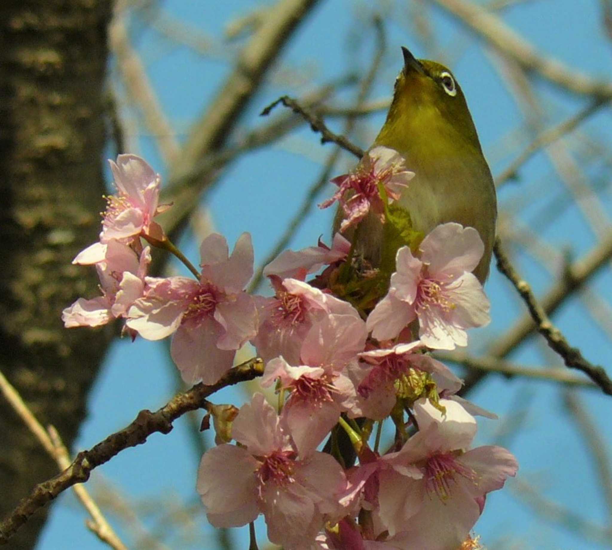 柿田川湧水公園 メジロの写真 by koshi