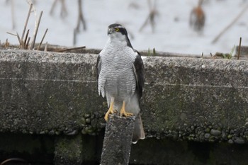 Eurasian Goshawk 瓢湖 Mon, 1/2/2017