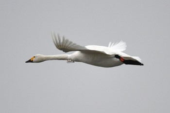 Tundra Swan 瓢湖 Mon, 1/2/2017