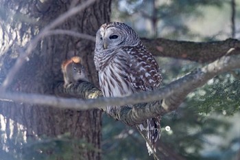 アメリカフクロウ カナダ、ケベック州 2020年3月27日(金)