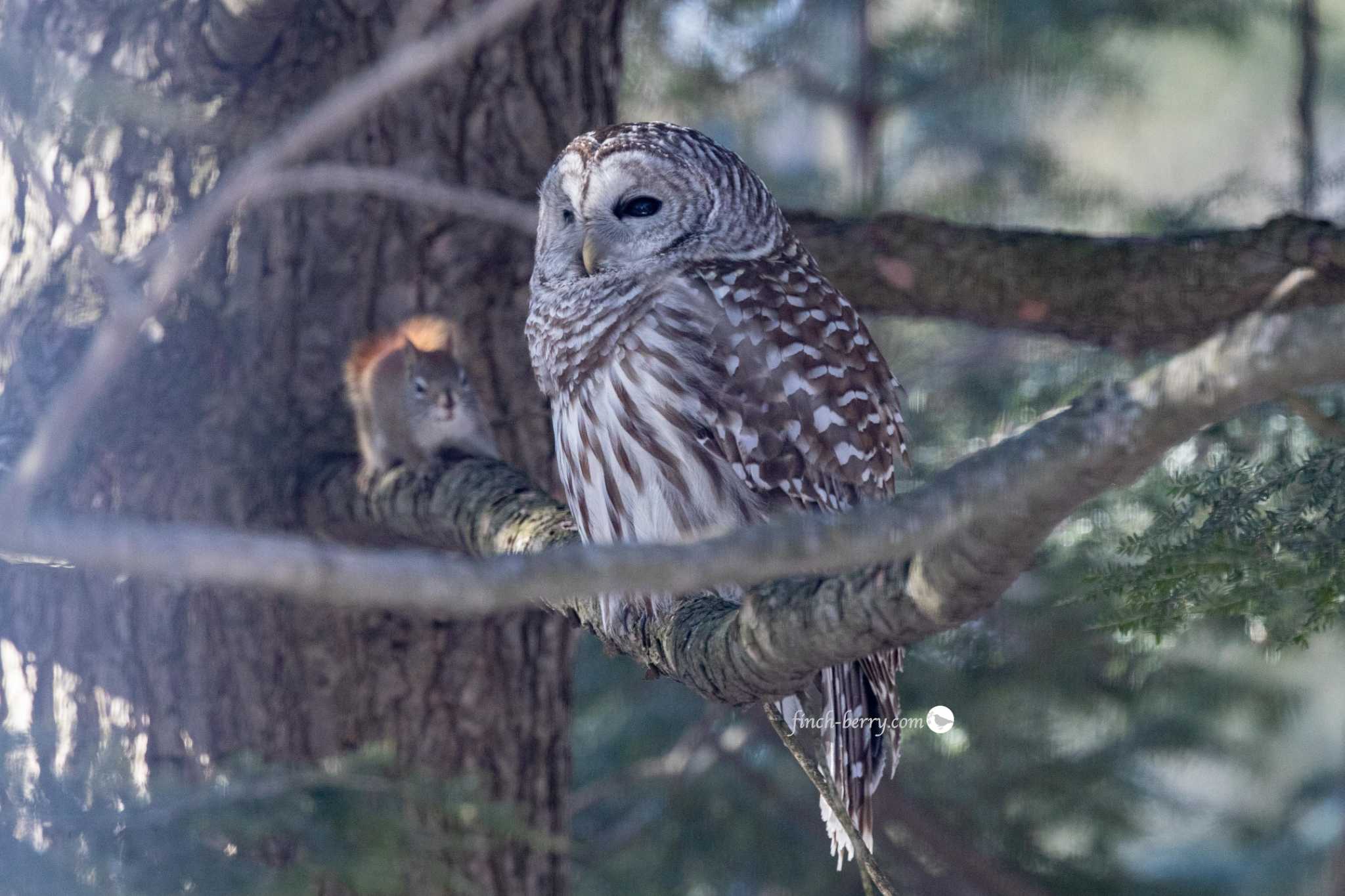 アメリカフクロウにちょっかいをだすアカリス by finch berry