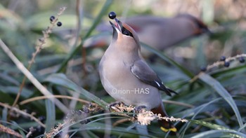 Bohemian Waxwing 東京都多摩地域 Sun, 2/28/2021