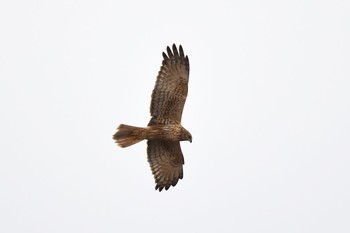 Eastern Marsh Harrier 佐潟 Sat, 12/31/2016