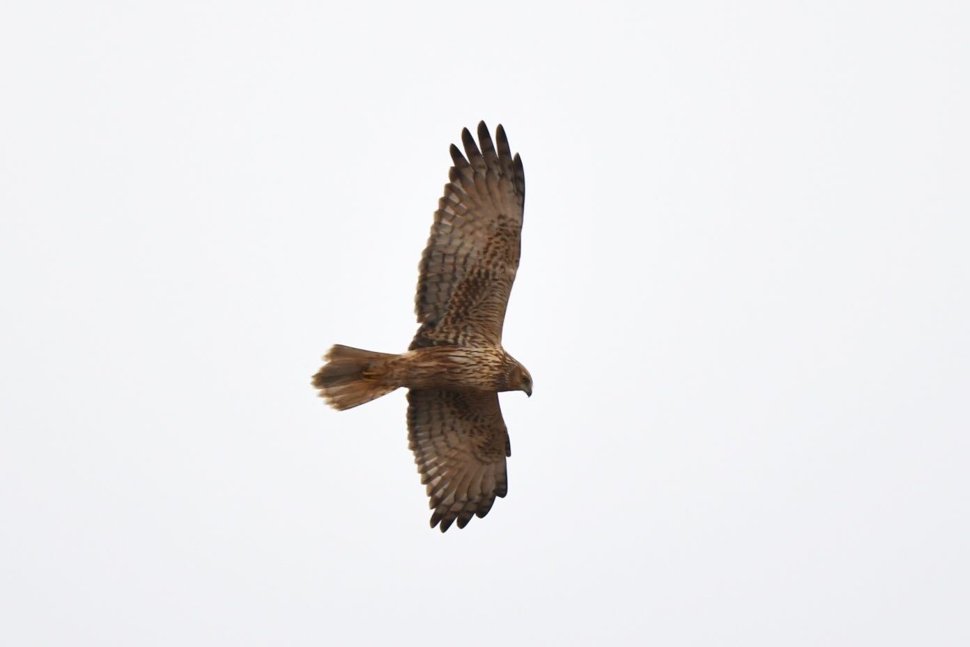 Photo of Eastern Marsh Harrier at 佐潟 by Dision