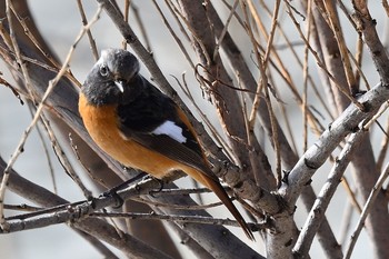 Daurian Redstart 北海道函館市松倉川 Fri, 2/28/2020