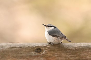 Eurasian Nuthatch Tomakomai Experimental Forest Thu, 2/25/2021