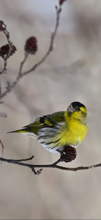 マヒワ 大沼公園(北海道七飯町) 2021年2月23日(火)