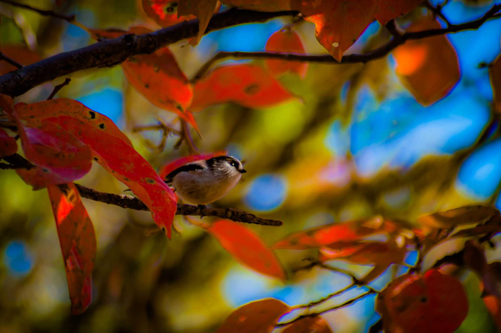 古室山 エナガの写真 by tatsuya