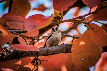 Long-tailed Tit 古室山 Sat, 3/11/2017