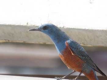 Blue Rock Thrush 岡山百間川 Mon, 3/1/2021