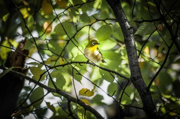 Warbling White-eye 古室山 Sat, 3/11/2017