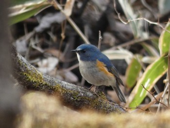 ルリビタキ 軽井沢野鳥の森 2021年3月1日(月)