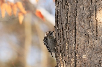 Japanese Pygmy Woodpecker 北海道　大沼公園 Sun, 2/23/2020