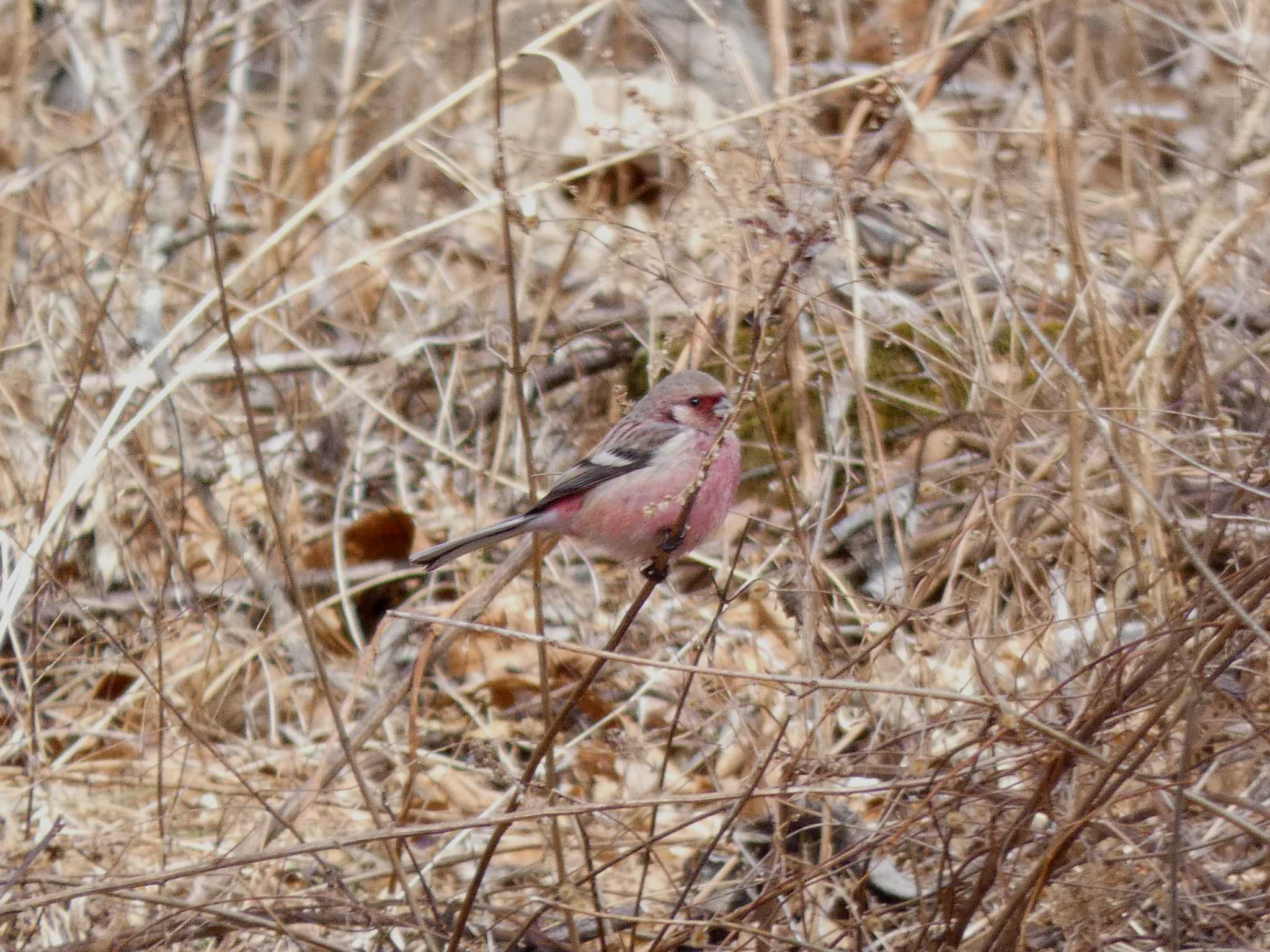 軽井沢野鳥の森 ベニマシコの写真 by 上別府志郎