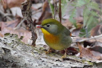 ソウシチョウ 海上の森 2021年2月28日(日)