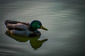 Mallard Unknown Spots Sat, 11/5/2016