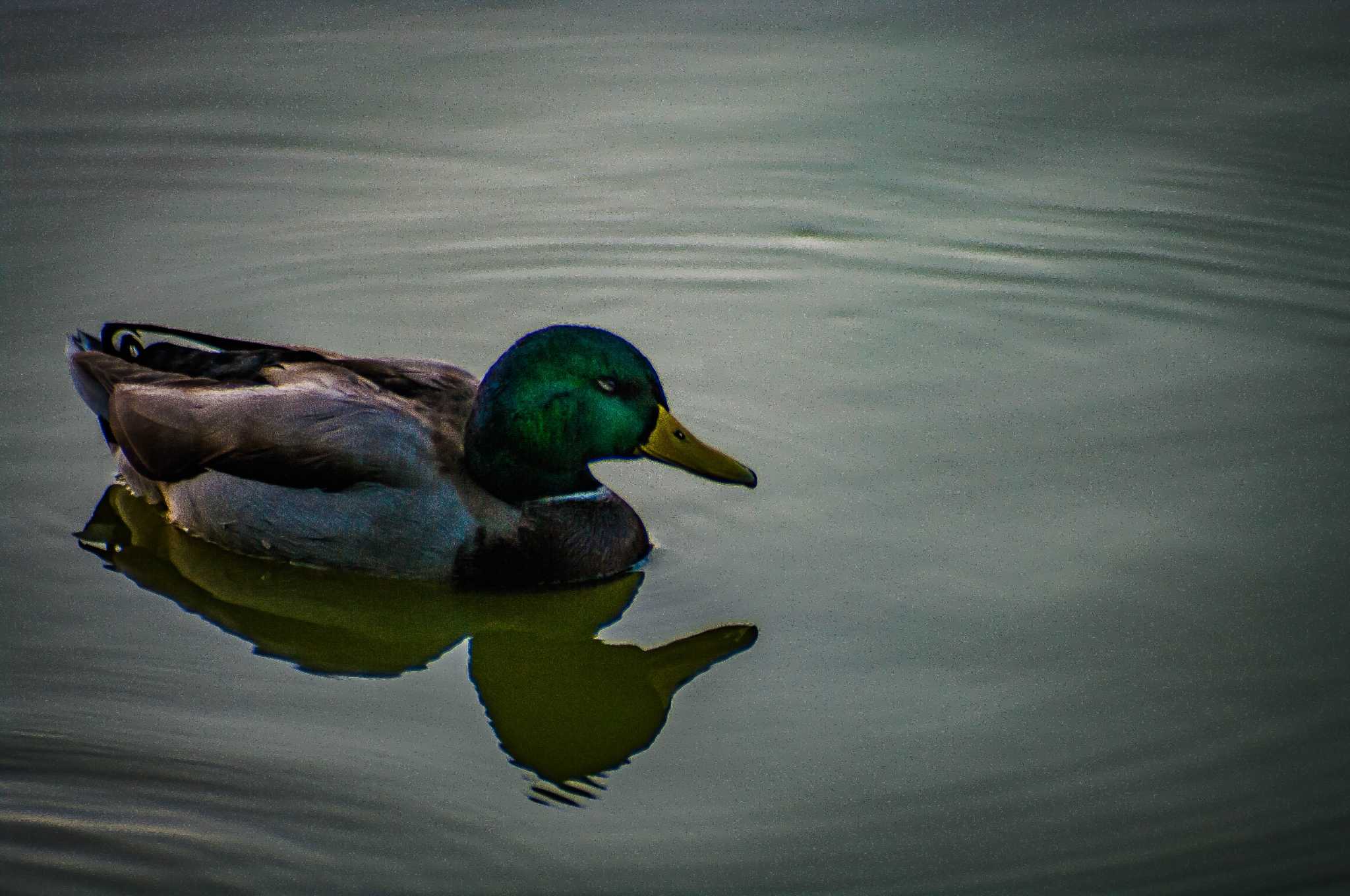  マガモの写真 by tatsuya