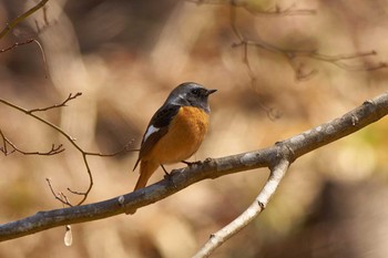 Daurian Redstart Machida Yakushiike Park Mon, 3/18/2019