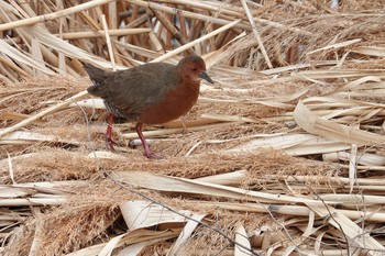 2021年2月26日(金) 東京都の野鳥観察記録