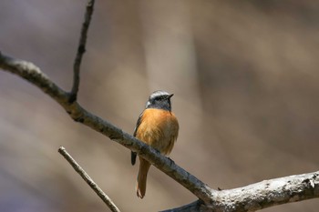 ジョウビタキ 早戸川林道 2016年2月11日(木)