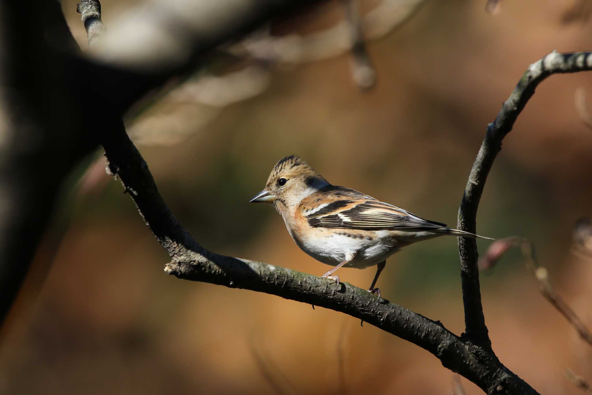 Brambling