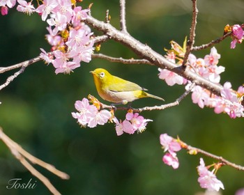 メジロ 泉の森公園 撮影日未設定