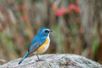 Red-flanked Bluetail 福岡県 直方市 Thu, 2/11/2021