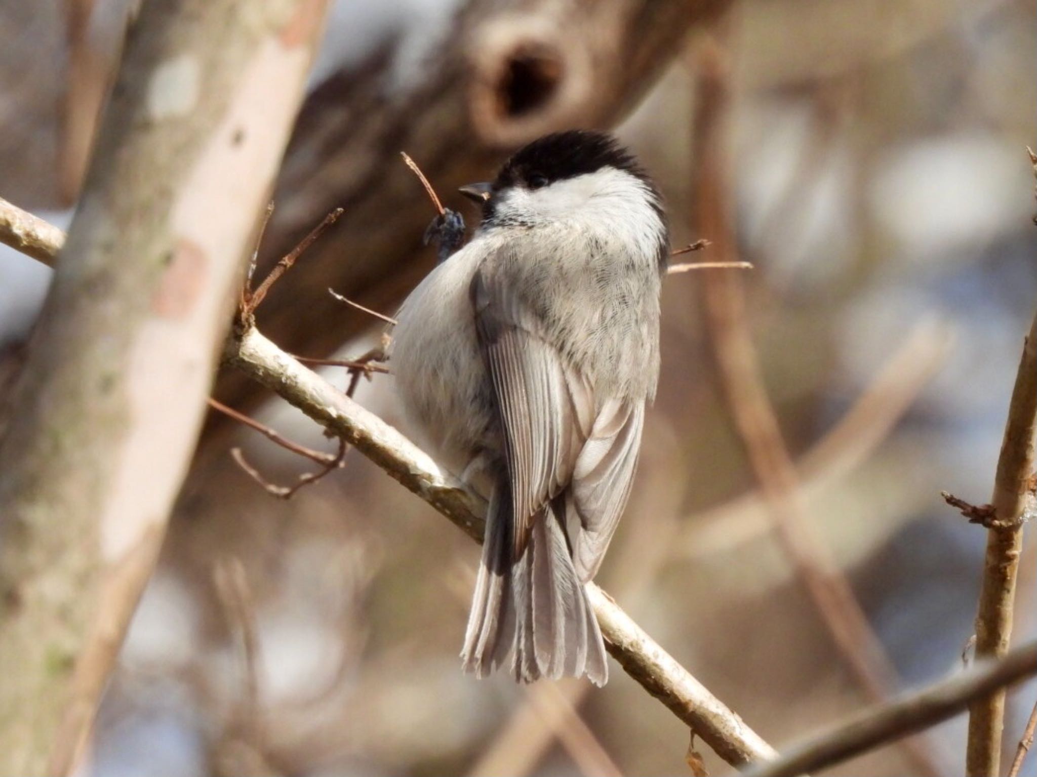 Photo of Willow Tit at 六甲山 by カモちゃん