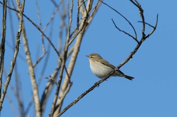 Common Chiffchaff Watarase Yusuichi (Wetland) Sat, 12/31/2016