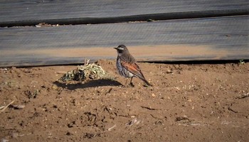 Dusky Thrush Higashitakane Forest park Sat, 2/27/2021