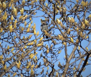 ツグミ 東高根森林公園 2021年2月27日(土)