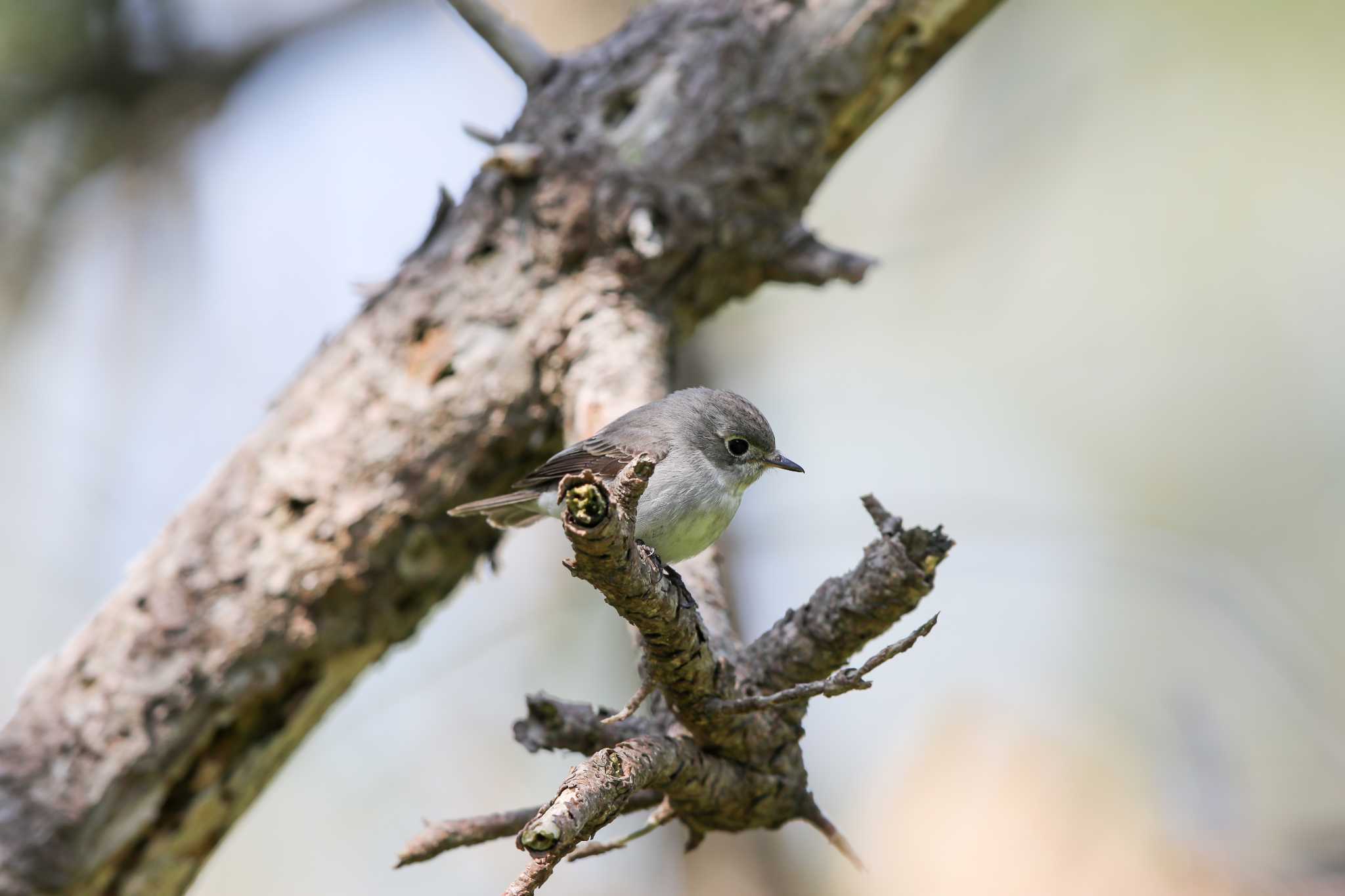 Asian Brown Flycatcher