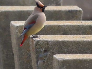 Japanese Waxwing 岡山城烏城公園お堀 Tue, 3/2/2021