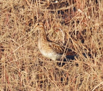 タシギ 市野谷水鳥の池 2021年2月21日(日)