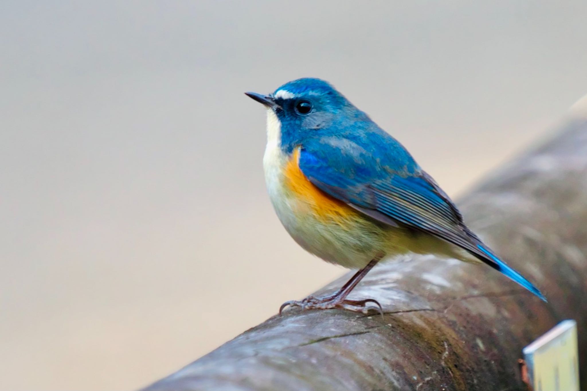 Photo of Red-flanked Bluetail at 生田緑地 by sota