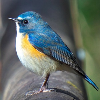 Red-flanked Bluetail 生田緑地 Sat, 2/27/2021