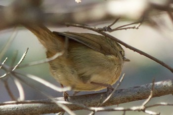 Dusky Warbler Machida Yakushiike Park Mon, 3/18/2019