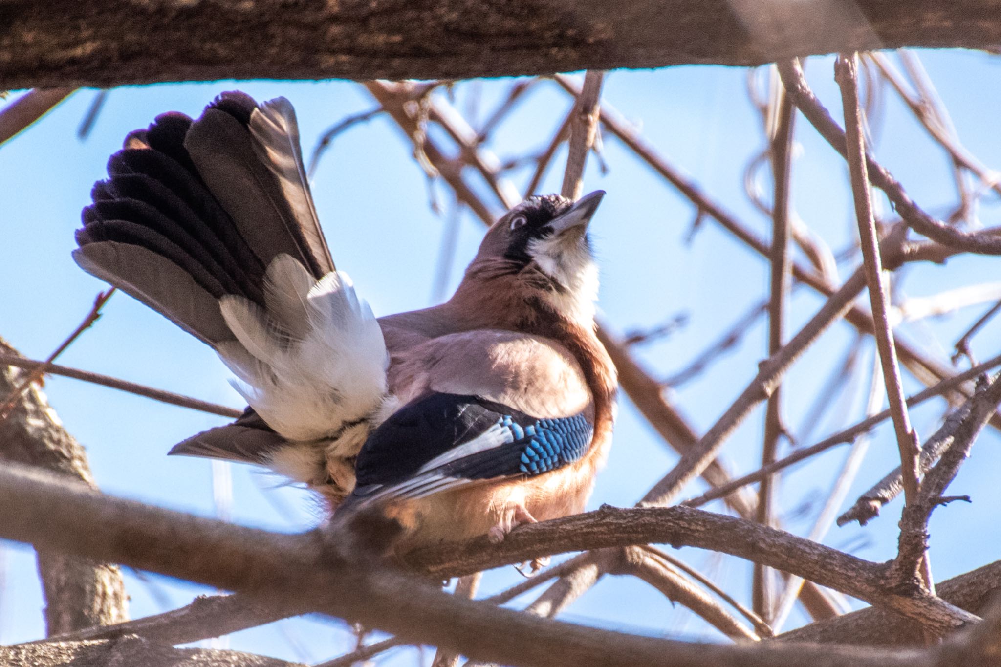 Photo of Eurasian Jay at Kitamoto Nature Observation Park by Marco Birds