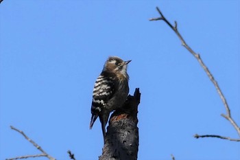 Japanese Pygmy Woodpecker 彩湖 Sun, 2/28/2021