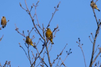 Grey-capped Greenfinch 彩湖 Sun, 2/28/2021