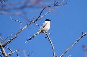 Azure-winged Magpie 彩湖 Sun, 2/28/2021