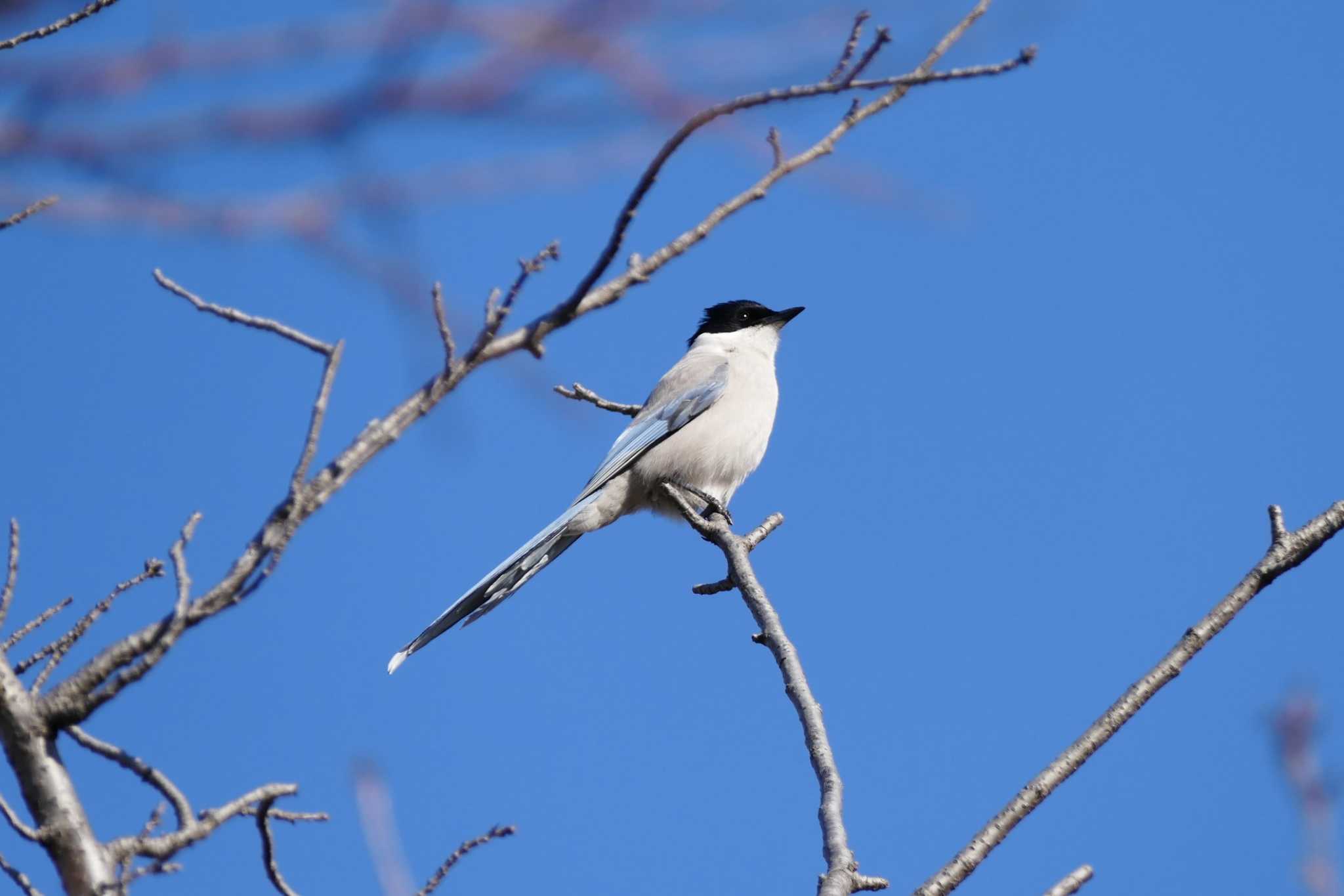 Azure-winged Magpie