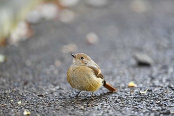 ジョウビタキ 場所が不明 2016年11月25日(金)