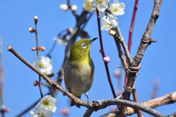 メジロ 葛西臨海公園 2021年2月21日(日)